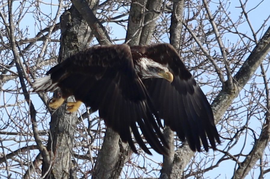 Fierce Eagle